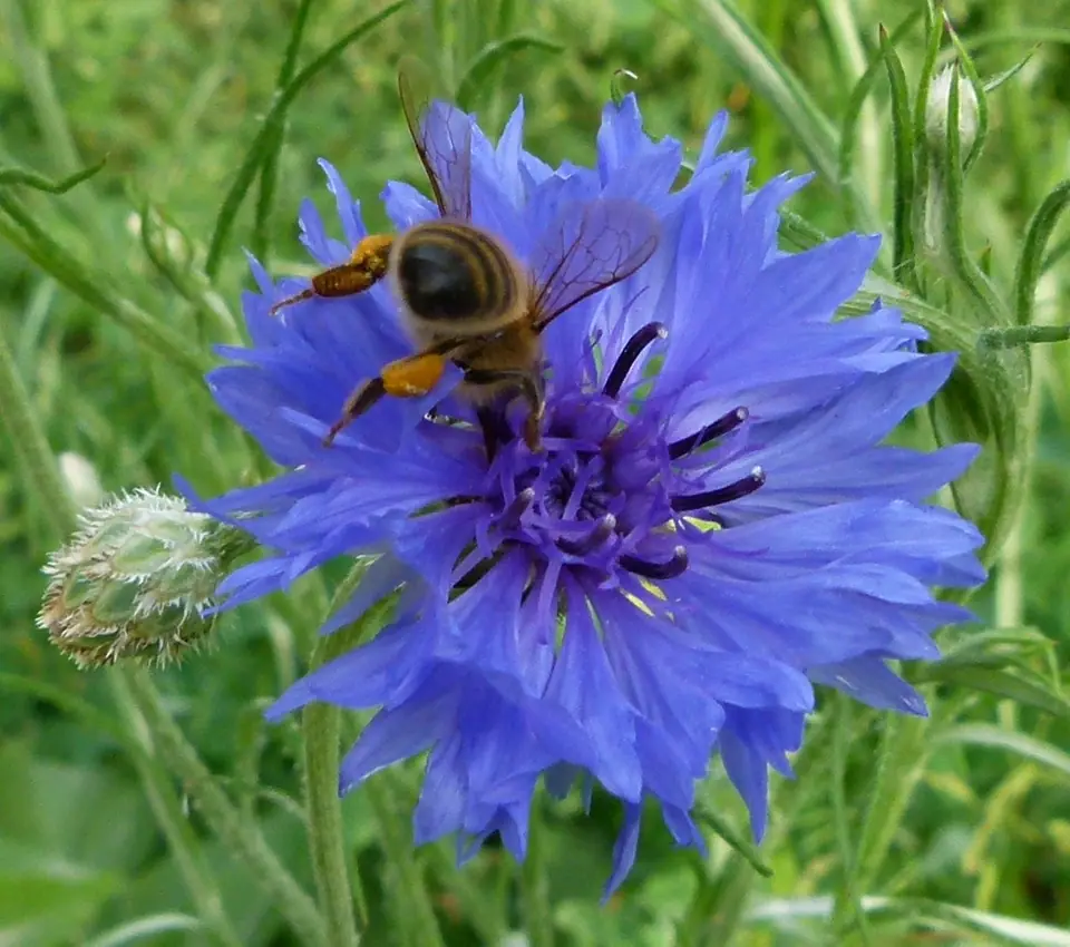 Abeja melífera en pleno vuelo, aproximándose a una flor