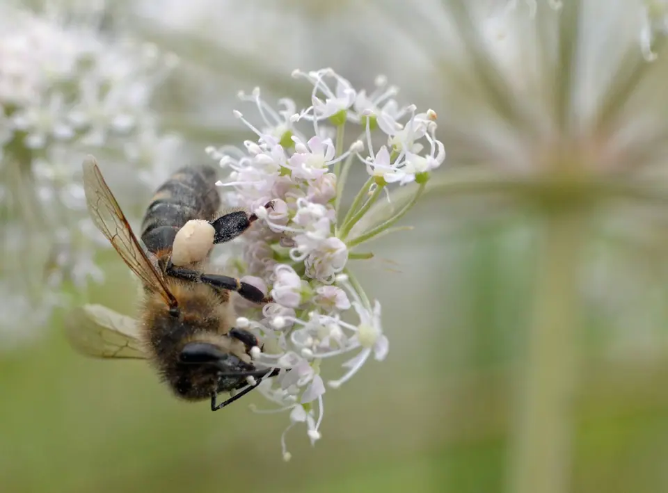 Abeja melífera con las patas cargadas de polen, sobre flores blancas de angélica silvestre
