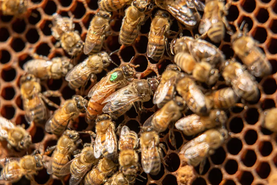 Reina de abeja melífera marcada con un punto verde en el tórax, rodeada de obreras sobre el panal