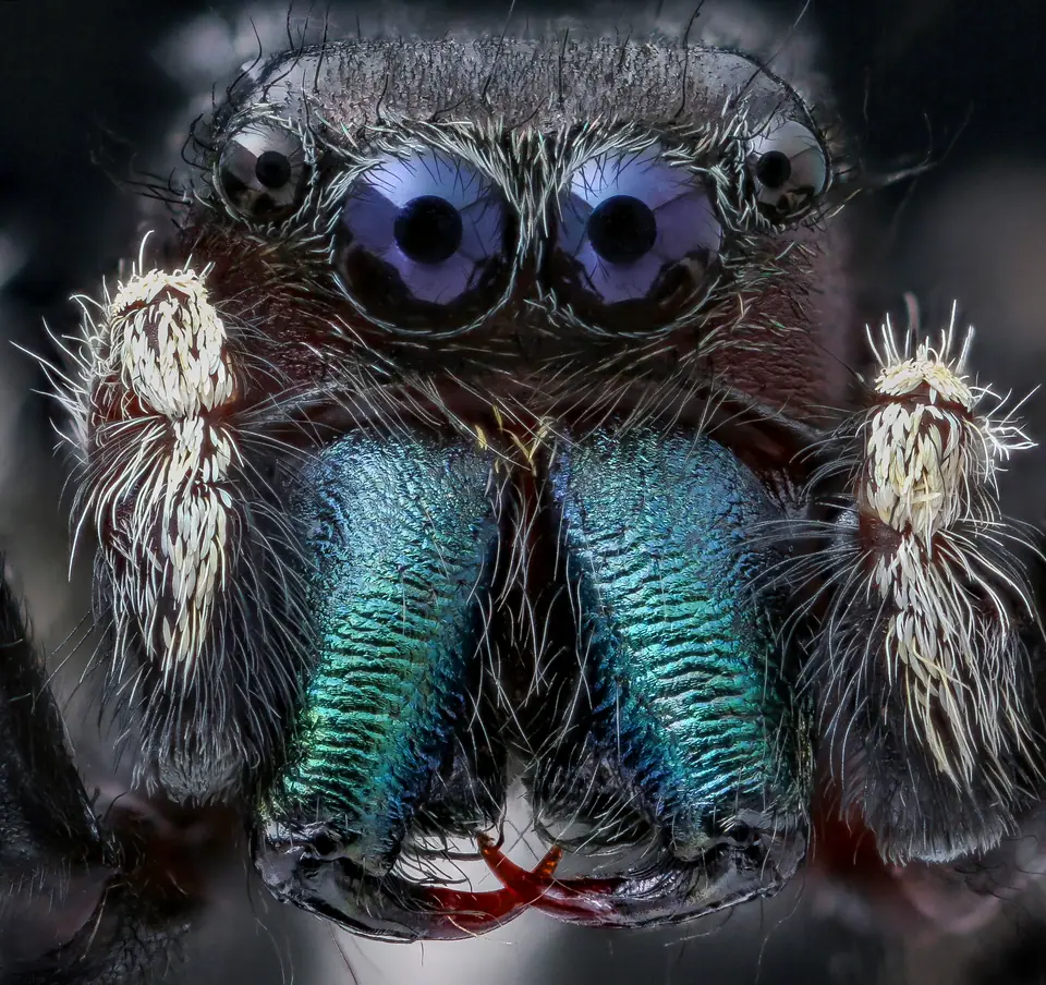Cara de una araña saltarina Phidippus clarus vista de frente: dos grandes ojos principales en el centro y dos ojos laterales más chicos a los costados, sobre quelíceros verde metálico