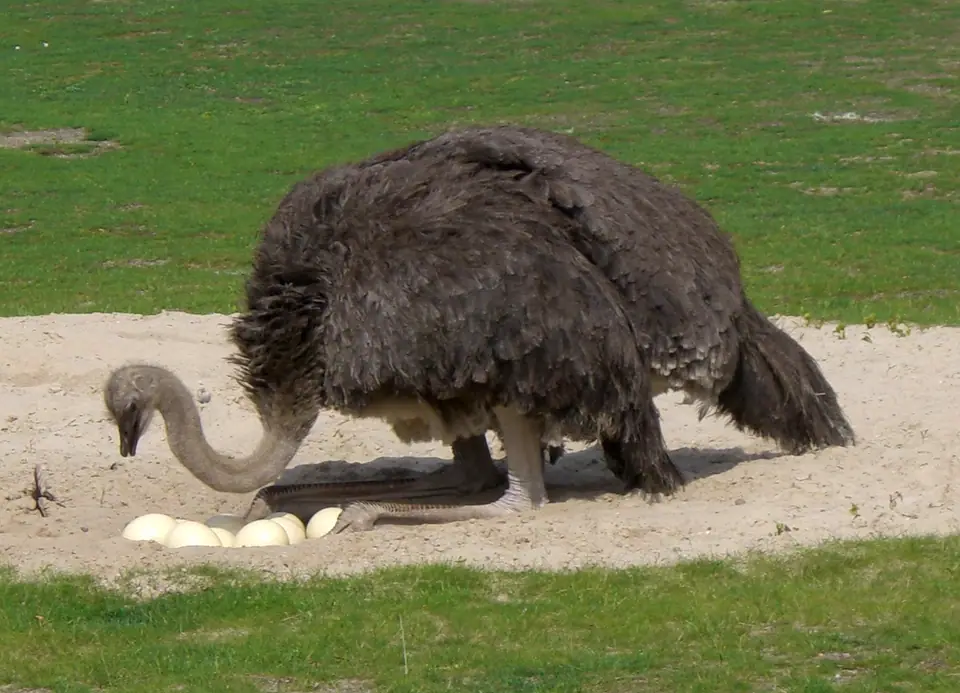 Avestruz hembra con la cabeza baja junto a los huevos de su nido en la arena