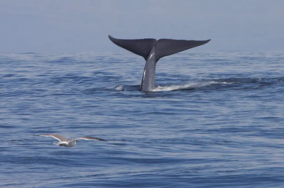 Cola de una ballena azul saliendo del agua antes de sumergirse en el mar abierto