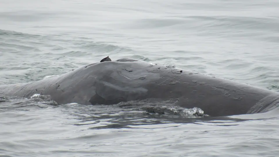 Lomo de una ballena de Groenlandia asomando en la superficie de un mar gris