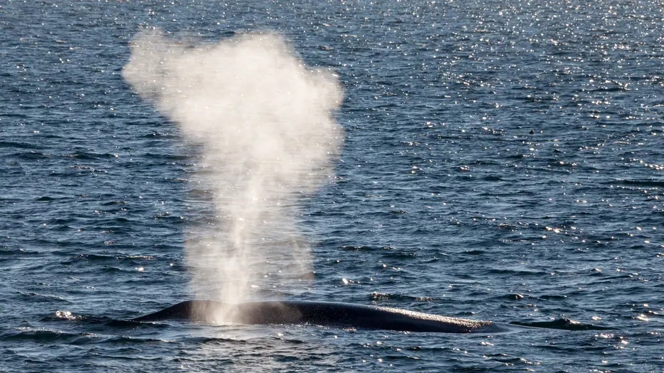 Soplido de una ballena en el mar: una columna de vapor blanco sale del espiráculo mientras el lomo asoma apenas sobre el agua