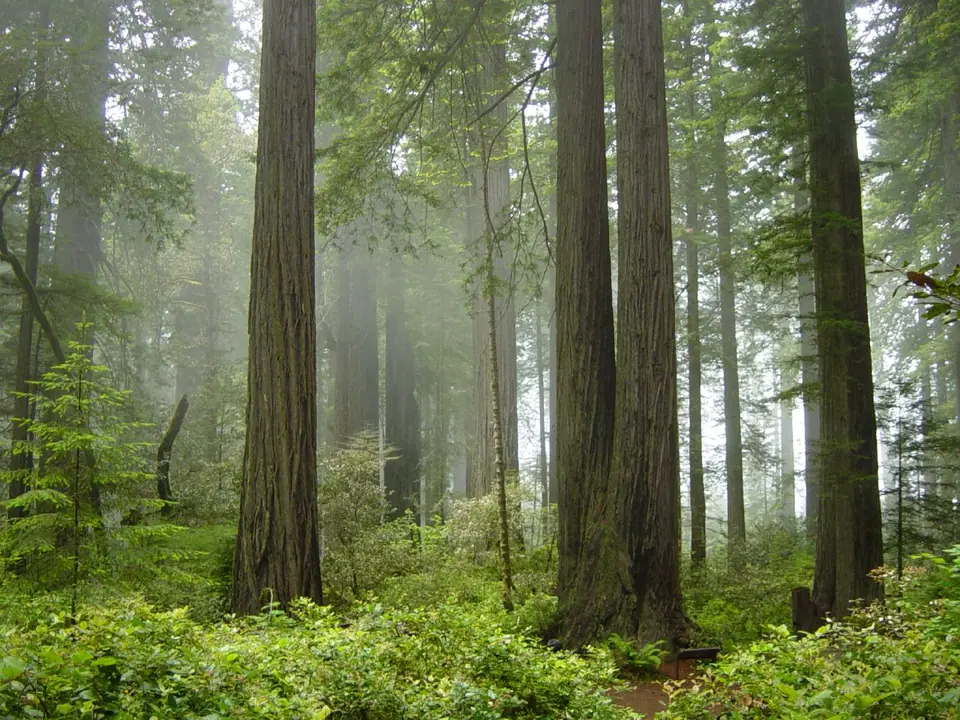 Bosque de secuoyas costeras en la niebla, con troncos rectos que se pierden hacia arriba