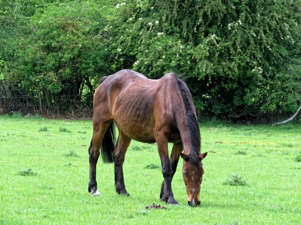 Caballo castaño pastando en un prado verde
