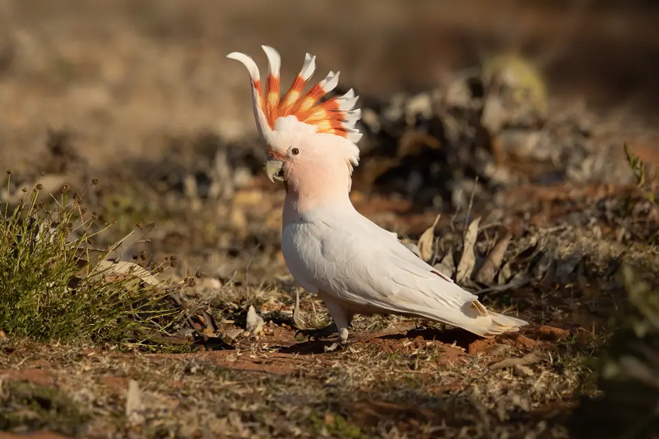 Cacatúa rosada o de Mitchell con la cresta roja y amarilla desplegada, en el suelo seco de Australia