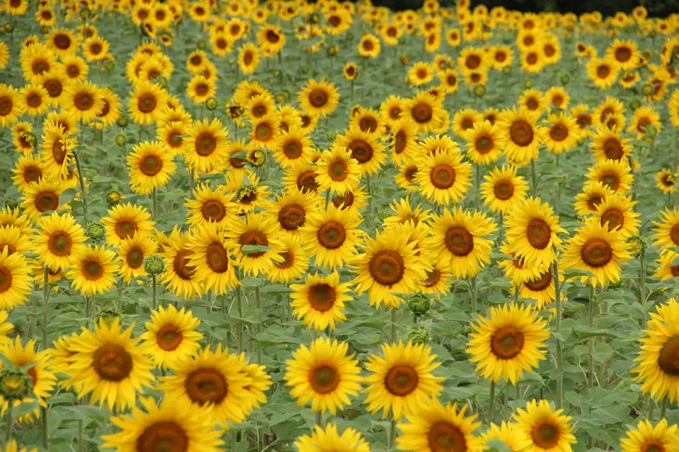 Campo de girasoles en flor con casi todas las cabezas orientadas hacia el mismo lado