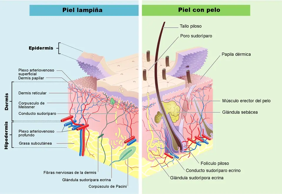 Esquema en corte de la piel humana con sus capas: epidermis, dermis e hipodermis, en piel sin pelo y con pelo