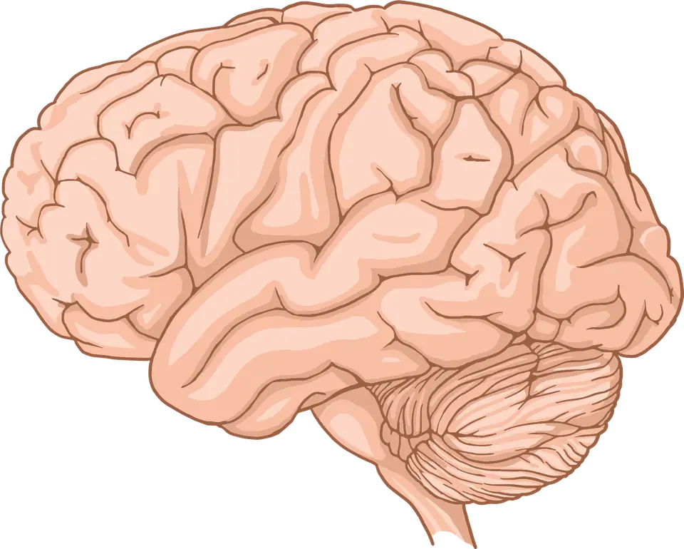 Ilustración de un cerebro humano visto de costado, con los pliegues de la corteza y el cerebelo abajo a la derecha
