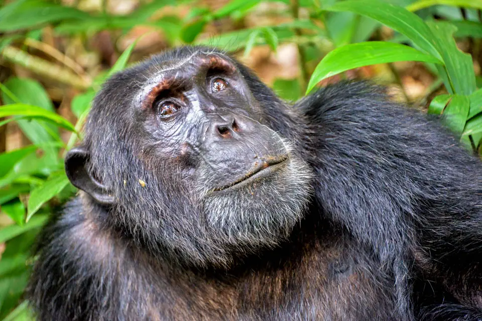 Chimpancé adulto entre hojas verdes, mirando hacia arriba
