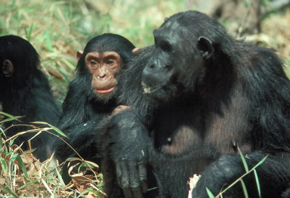 Grupo de chimpancés sentados entre la hierba, un adulto y un joven en primer plano