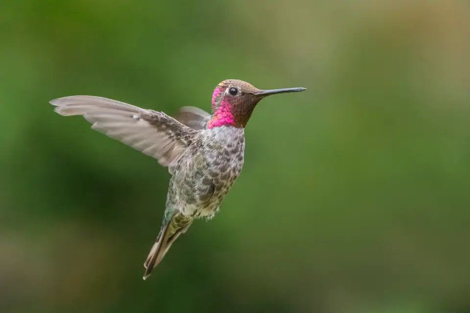 Macho de colibrí de Anna suspendido en el aire, con las alas extendidas y la cabeza rosa iridiscente