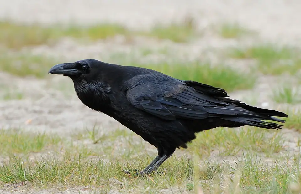 Cuervo grande (Corvus corax) de perfil, parado sobre el pasto