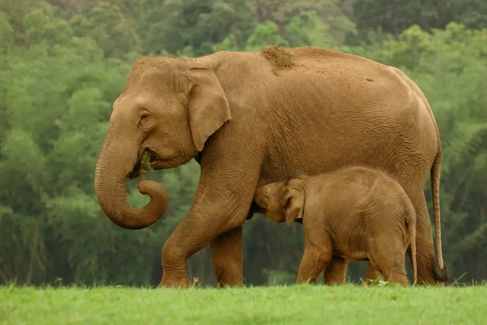Cría de elefante mamando de su madre en un claro verde