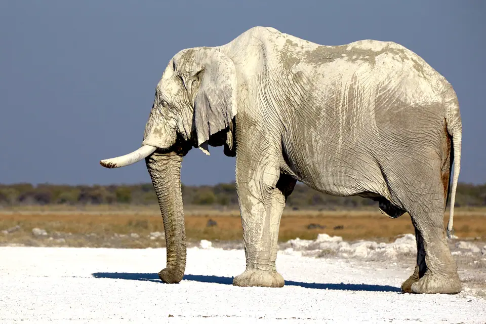 Elefante africano macho de perfil, cubierto de polvo claro, con colmillos largos, sobre un suelo blanco de salina