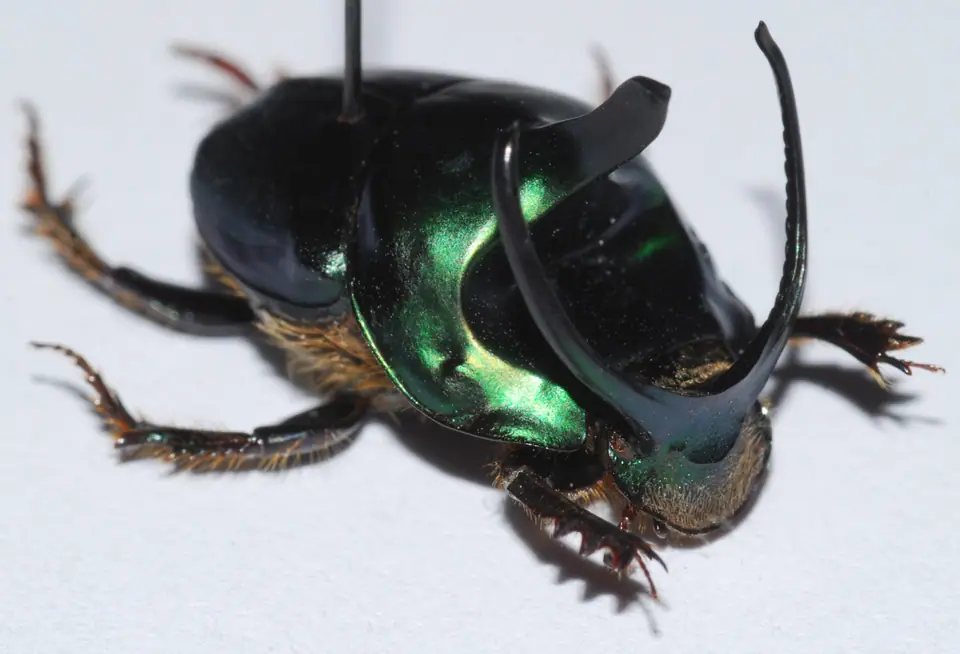 Macho de escarabajo pelotero Onthophagus mouhoti, pariente del récord de fuerza, con sus dos cuernos curvos