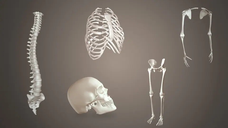 Modelo tridimensional del esqueleto humano separado en regiones: columna vertebral, caja torácica, cráneo, brazo y pierna