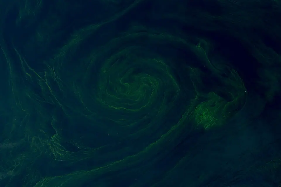 Imagen satelital de una floración de fitoplancton: remolinos verdes sobre el mar azul oscuro, dibujados por millones de algas microscópicas