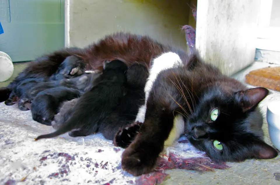 Gata blanca y negra acostada amamantando a sus gatitos recién nacidos