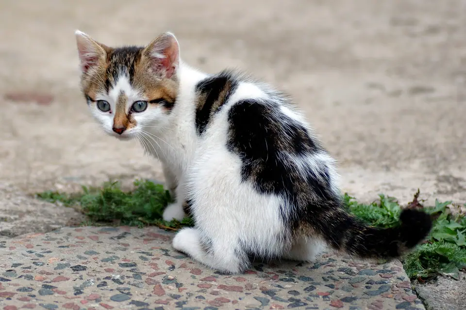 Gatito blanco con manchas negras y marrones mirando hacia atrás sobre una vereda
