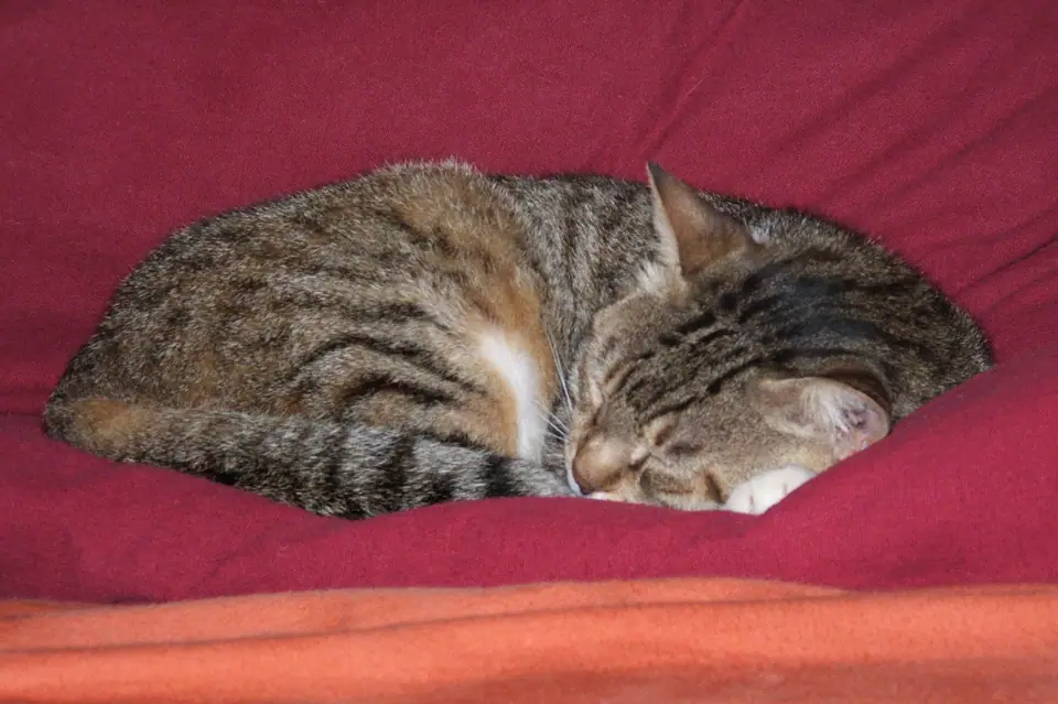 Gato atigrado dormido, enroscado sobre un almohadón rojo