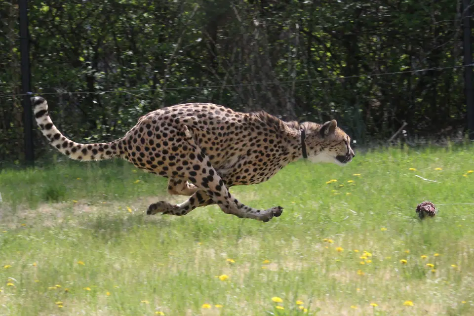 Guepardo en plena carrera sobre el pasto, con el cuerpo estirado y las patas recogidas