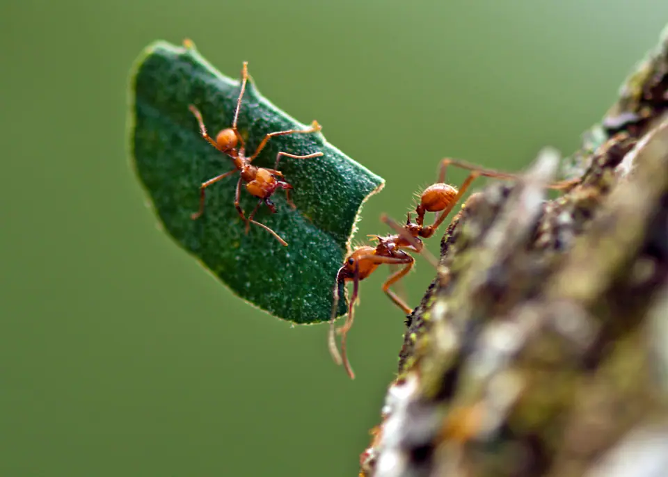 Hormiga cortadora de hojas cargando un trozo de hoja más grande que ella, con otra hormiga más chica montada encima