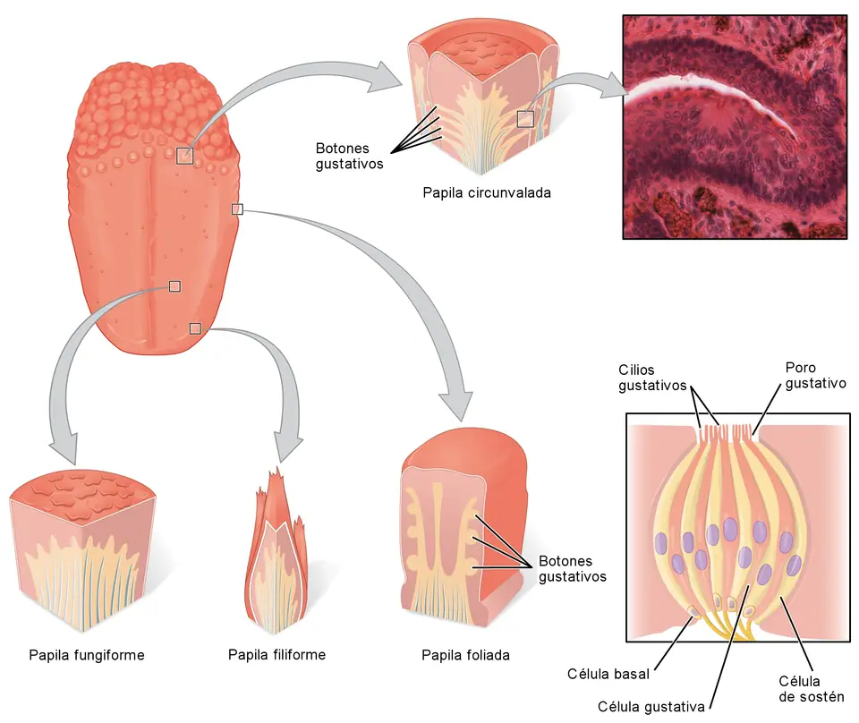 Ilustración de la lengua con sus tipos de papilas (fungiformes, filiformes, foliadas y circunvaladas) y el corte de un botón gustativo