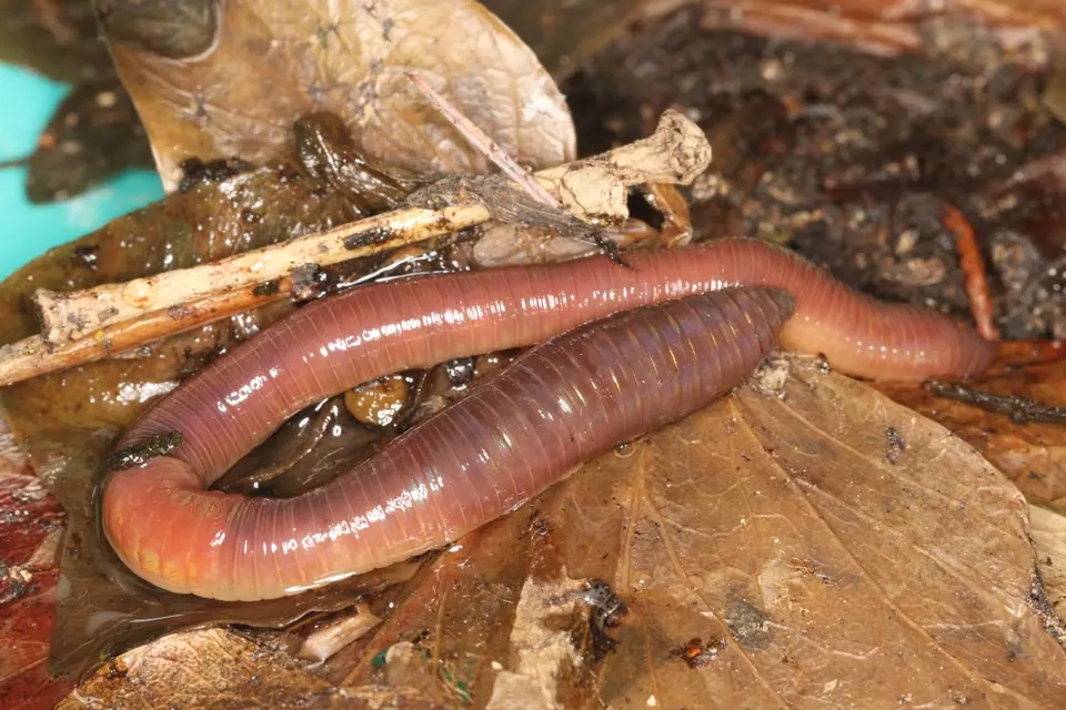 Lombriz de tierra rosada sobre hojas húmedas, con el clitelo visible como un anillo más grueso cerca de la cabeza