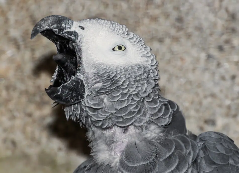 Loro gris africano con el pico abierto, que deja ver su lengua gruesa y oscura
