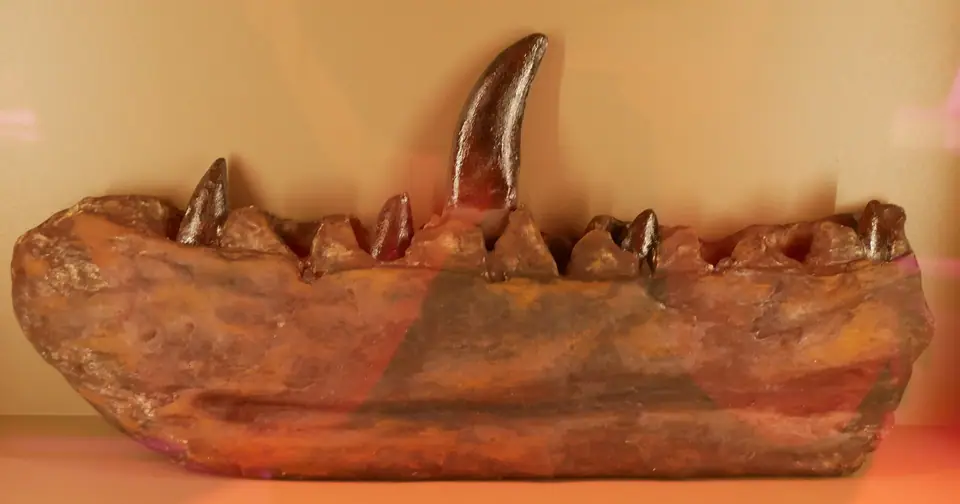 Mandíbula fósil de Megalosaurus, el ejemplar tipo descrito por Buckland en 1824, con un diente largo y curvo que sobresale