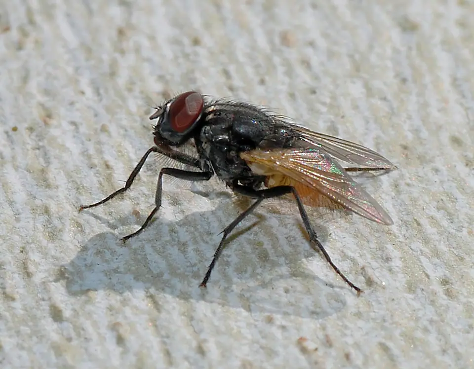 Mosca doméstica adulta posada sobre una pared clara