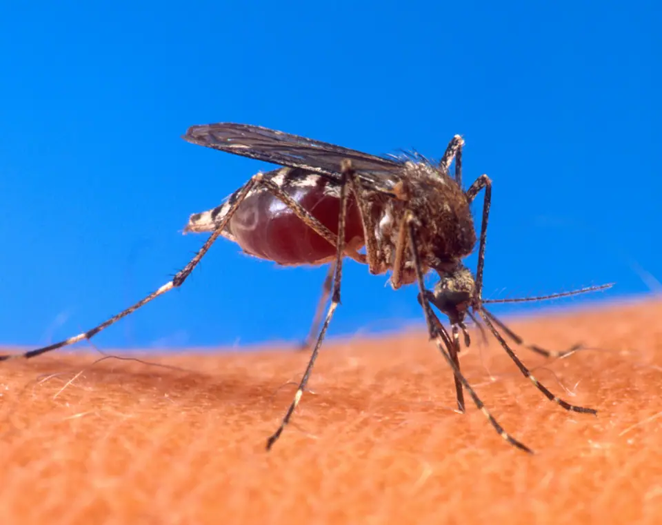 Hembra de mosquito Aedes aegypti chupando sangre sobre la piel de una persona, con el abdomen lleno de sangre