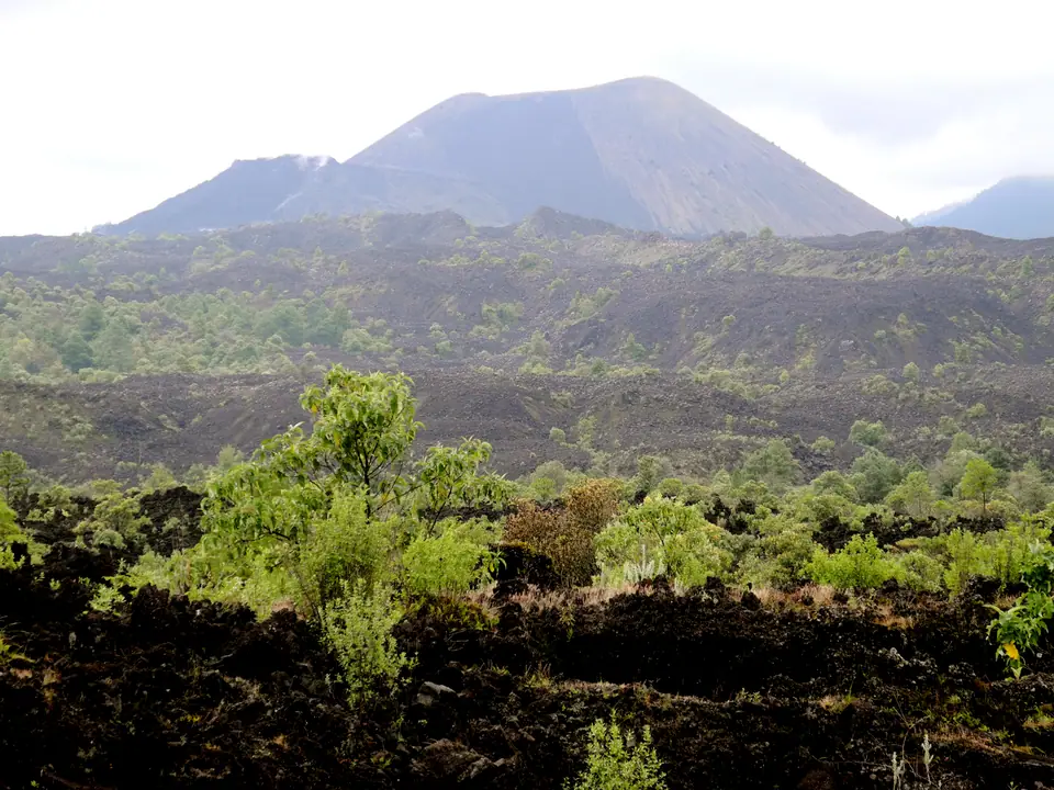 El cono del volcán Parícutin, en Michoacán (México), se levanta detrás de un campo de lava negra ya cubierto en parte por vegetación