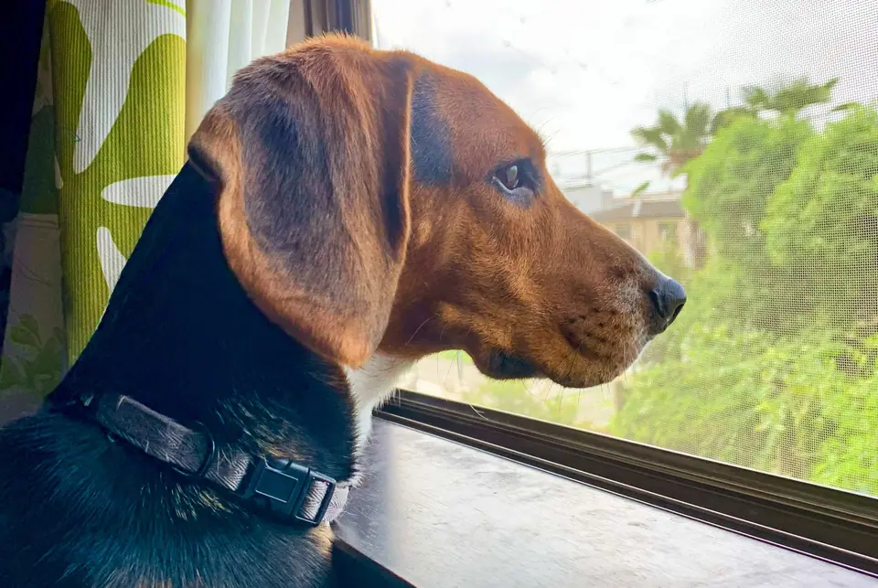 Perro beagle mirando por una ventana hacia un jardín verde
