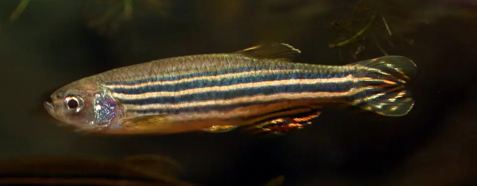 Pez cebra adulto de perfil, con sus rayas azules y doradas, sobre fondo oscuro
