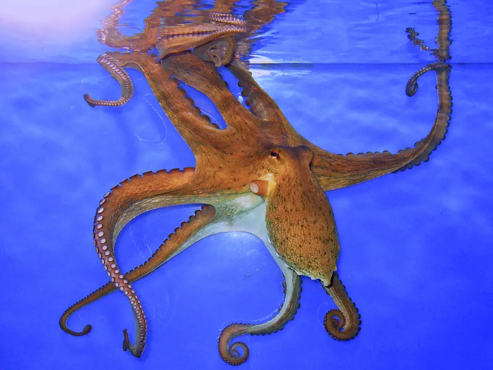 Pulpo común nadando en un acuario, con el manto y los ocho brazos extendidos