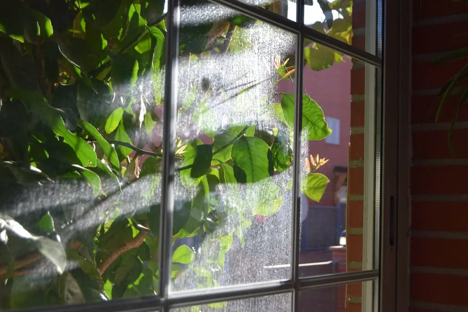 Luz del sol que entra por los vidrios de una ventana con marco blanco, con hojas verdes del otro lado