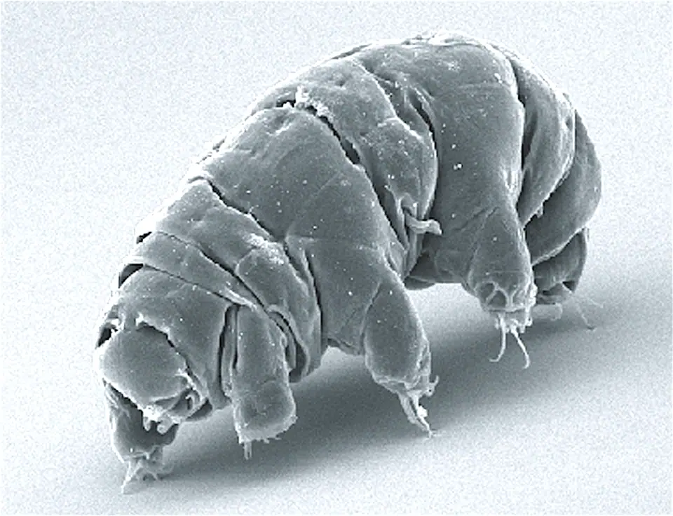 Tardígrado visto con microscopio electrónico de barrido: cuerpo segmentado y cuatro pares de patas con garras