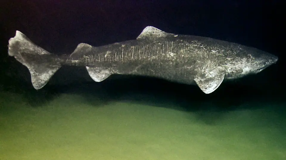 Un tiburón de Groenlandia nadando cerca del fondo marino