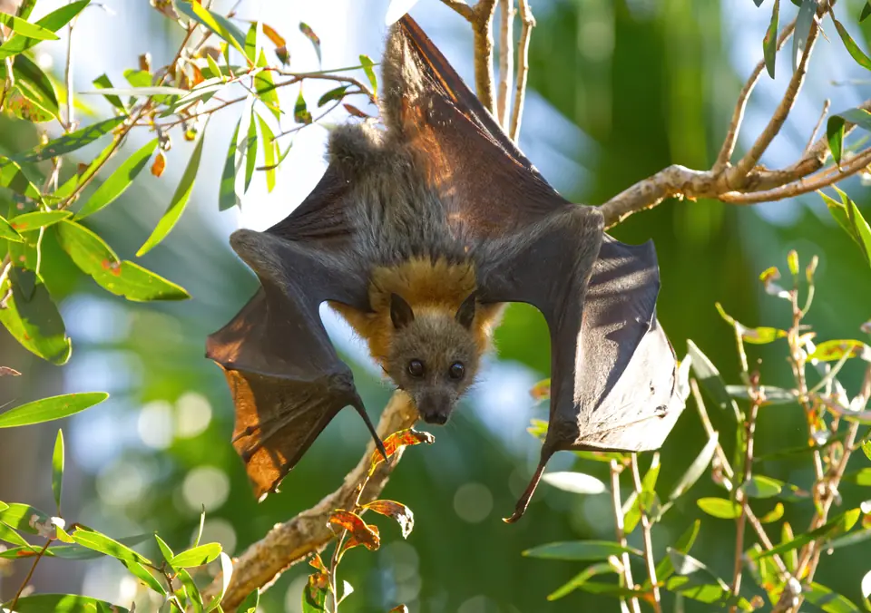 Un zorro volador de cabeza gris, de ojos grandes y oscuros, abre las alas para despegar de una rama